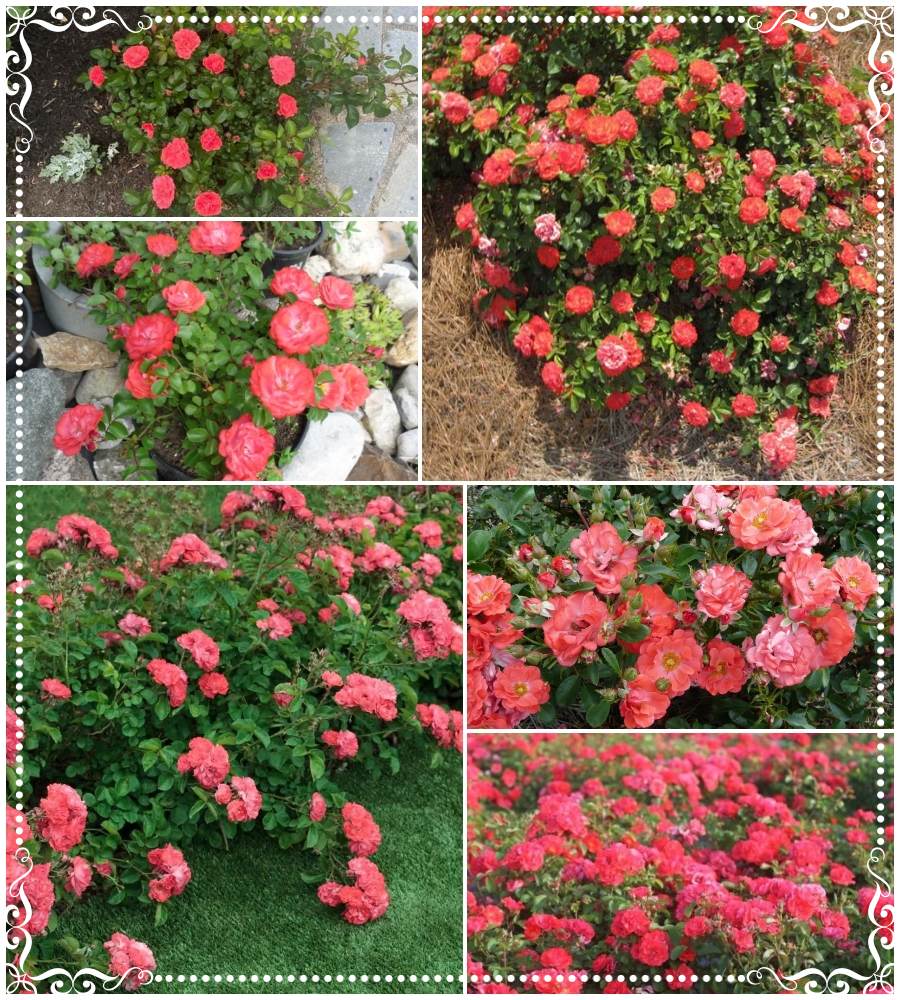 Coral Drift róża okrywowa